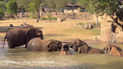 Elephant herd caught on camera enjoying 'pool party' at San Diego Zoo Safari Park