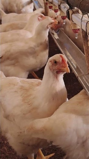 Drinking water Management system in Poultry farm