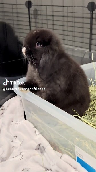 Mom just has to record everything and doesn’t give us any privacy, even in the bathroom! 🙄 Did you know bunnies can be litter box trained just like a cat?? #bunny #rabbit #bunniesoftiktok #bunnies🐰 #bunnies #bunnytok #rabbitsoftiktok #indoorbunny #indoorbunnies #indoorrabbit #animalsoftiktok #fyp #foryoupage #animals #animaltiktok #hollandlop #hollandlopbunny #bunnylitterbox #rabbitlitterbox #litterbox #littertraining