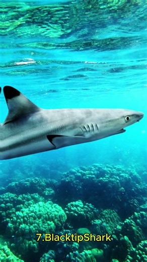 Top 10 Deadliest Shark Species 🌊⚠️ #shorts #sharks