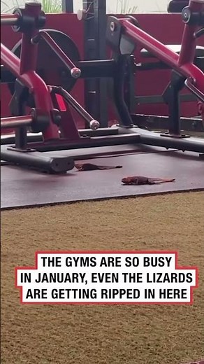 Lizards doing push ups 😩