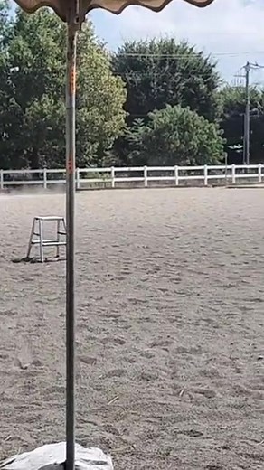 August 3, 2020, exercise scene with mom ~ #shorts #youtubeshorts #facebookreels #horse #hoofcare #nature | Creature Comforts