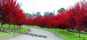 Garden Practice: Native Shrubs For The Garden - My Beautiful Garden | 2025