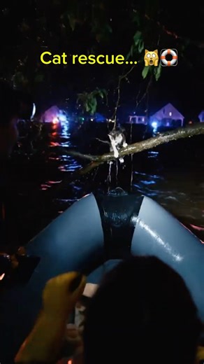 #shorts #rescue #trend #cat