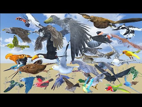 Bird Speed Comparison in 3D Animation | Realistic World Data