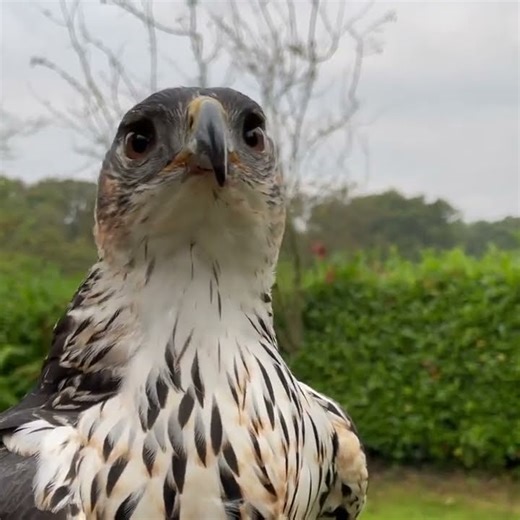 Powerful of hawk eagle 🦅🥩 #eaglehunt #eagle #falconry