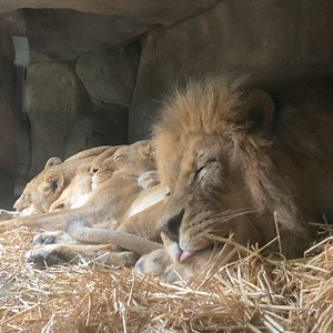 190 reactions · 14 shares | Lions can spend up to 21 hours each day resting and sleeping. Nothing restores our bodies better than sleep. Kaiser Permanente recommends 7 to 8 hours of sleep for adults — and more for kids — to have more energy and brain power. | Oregon Zoo | Facebook