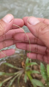 1.4M views · 8.9K reactions | Easy way to tie a braid to mono | Indra Jaya Giri | Facebook