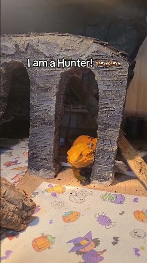 Bearded dragon hunting insects! #beardeddragon #reptiles #pogona #lizard #feeding