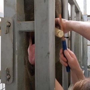 ELEPHANT BUSINESS INC, Dublin Zoo May 4, 2023. Tusk trimming with Kabir the young male Asian elephant by Ciaran team leasder while Karen helps Kabir to comply with the procedure. Great example of conditioning and a clear understanding between the keepers and elephant. | Elephant business Inc