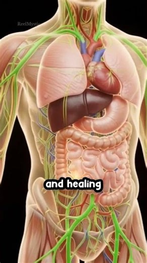 Kiwi Inside Your Body | 3D Anatomy Explained#shorts