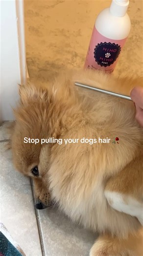 Pet essential for dogs that need daily brushing 🐕💛 #pomeranianhair #longdoghair #dogcoatcare #petessentials #dogessential @mimomimopaws Brief pomeranian dog hair brushing tutorial with the Mimo Mimo Paws Dog Detangler Spray that functions like a leave-in conditioner to detangle your dog’s hair and smells amazing! Perfect for long hair dogs that need daily brushing at home 🐕