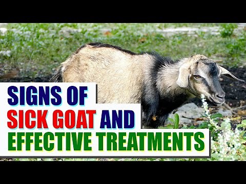 What are the signs of a sick goat? How to treat it? | English | #goatsick #goat #goatmeat #goatfarm