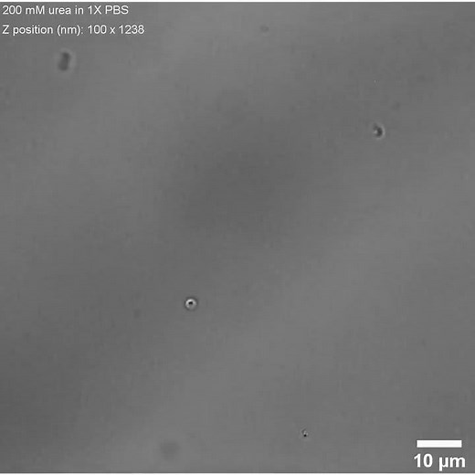 Ionic Species Affect the Self-Propulsion of Urease-Powered Micromotors S4