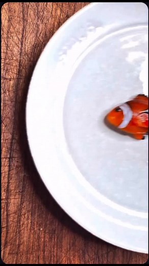 Just keep swimming 😭😭😭 | Comedic Cody