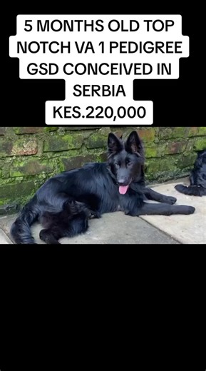 Top Notch VA 1 Pedigree GSD | 5 Months Old German Shepherd Puppies from Serbia