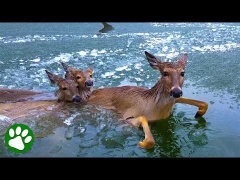 Police Use Unique Method To Rescue Deer Family