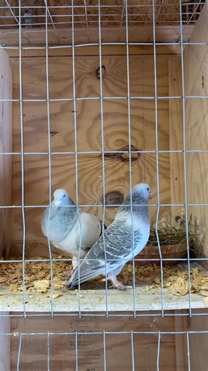 This is the first pair of show type racing homers I put together for the 2026 breeding season! | CH Lofts