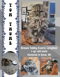 7.2K views · 180 reactions | ADOPTION PENDING 勇Tom Thumb勇 TOM...