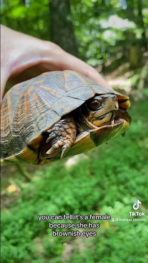 How to tell a box turtles gender