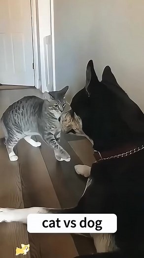 Funny Cat vs Dog fight | 1234