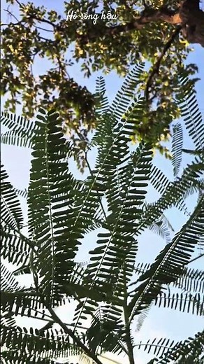 Trích ca cổ hò sônghậu [Châu giang]#nhachaymoingay #ca cải lương