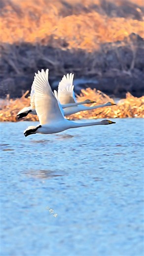 鹅妈妈后发先至，为家庭成员排开气流，它努力的样子真迷人 #birds #wildlife #animals