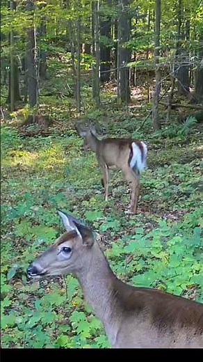 Whitetail Deer Blowing 😤 #nature #wildlife #whitetail #blowing #animalsounds #wilderness #tactacam