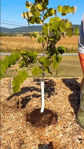 How To Plant a Redbud Tree!
