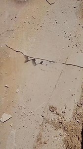 38K views · 307 reactions | 52 million years old fish discovered near Wyoming's Green River Formation. | む Into The Chasm む | Facebook