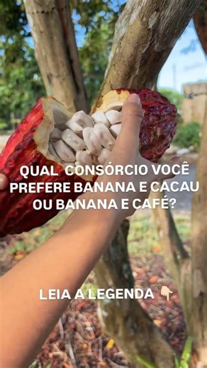 O consórcio de café com banana é uma prática agrícola que envolve o cultivo das duas culturas juntas, em um mesmo espaço, com o objetivo de otimizar o uso da terra e obter benefícios adicionais. Essa prática é especialmente comum em regiões produtoras de café A banana pode fornecer sombra para o cacau em seus primeiros anos, quando ele é mais sensível à luz solar direta. #roça #bananicultura #banana #vidanaroça #agricultura #agro | Anderson Pilon