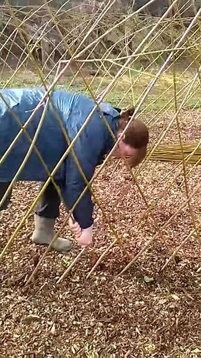 How to weave a living willow fence