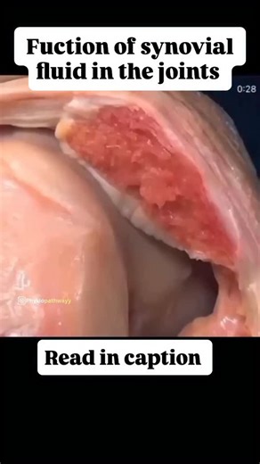 Dr. ammar faridi | physical therapist + strengthen coach on Instagram: "Functions of Synovial Fluid… Lubrication: The prime function is to lubricate the articulating surfaces of bones, reducing friction and preventing wear and tear on the articular cartilage. Shock Absorption: Its rheopectic (dilatant) property allows it to thicken under pressure, providing a protective cushioning effect against mechanical stress and injury. Nutrient Delivery and Waste Removal: It delivers oxygen and nutrients t