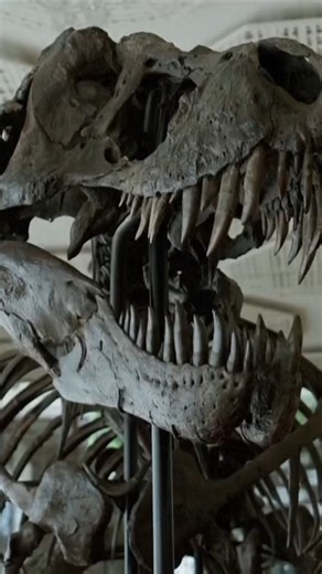 26K views · 52 reactions | A 67 million-year-old T-Rex skeleton has been sold for $6.1m in a rare auction in Switzerland. It is a composite skeleton of 293 bones from three different T-Rexs found between 2008 and 2023. | Sky News | Facebook
