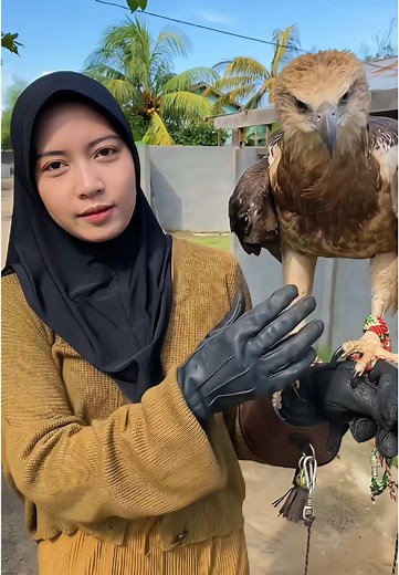 Cara Mendekati Cewek dengan Burung Alap-Alap