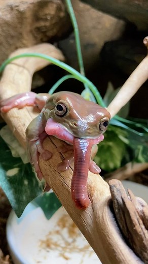 17K views · 1.1K reactions | A very successful (albeit messy and weird looking) frog feeding  #whitestreefrog #frog #frogs #pets #animals #reptile #funnyanimals | Jessica's Animal Friends | Facebook