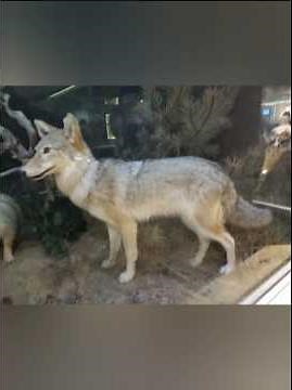 ΚΕΝΤΡΟ ΦΥΣΙΚΗΣ ΙΣΤΟΡΊΑΣ ΚΑΙ ΜΑΝΙΤΑΡΙΩΝ ΚΑΛΑΜΠΆΚΑ