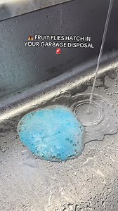 Glisten Disposal Cleaner for Fruit Flies 🪰