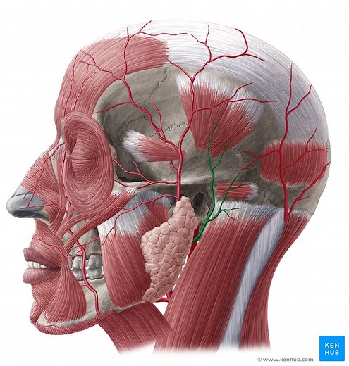 Posterior auricular artery
