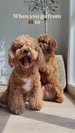 HOW often do we groom Ollie and Winks? . Another question we get asked often. ✎ Ollie and Winks are second generation cavoodles who got more poodle in them. Ollie’s fur resembles an Afro and tends to form mats often. We stick to same grooming schedule for both of them which is, ✿ Full groom every 8 weeks and a maintenance groom in between ✿ In ordered to not to strip off natural oils dogs shouldn’t be bathed often with cleaning shampoo etc. so every 4 weeks schedule work for us. Before you get a