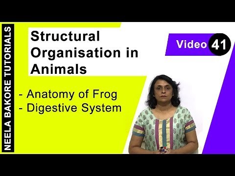 Structural Organisation in Animals | NEET | Anatomy of Frog - Digestive system | Neela Bakore