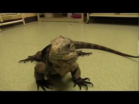 Exotic Pet Vet Smart Fact Series - Iguanas