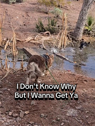 I'm Not Sure Why my Little Australian Shepherd likes to chase Ducks and Rabbits and Squirrels...she has met a Duck and a Rabbit and all she wants to do is lick them! 😆 #aussies #australianshepherd
