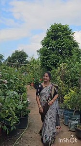 73K views · 1.2K reactions | paneer roses harvesting గులాబీలు #roses #flowers #mygarden #gardening #shortvideo #viralvideo | mahr sowji gard ening and vlogs | Facebook