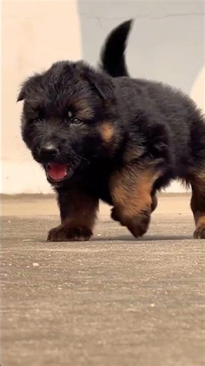 8810623046 Strong male German Shepherd puppy heavy bone guard line contact #goodboy#gsdboy#gsdmale