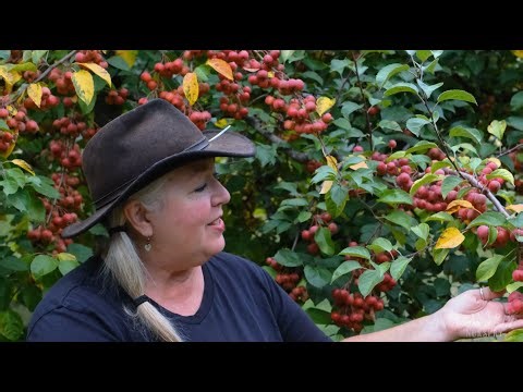 Raintree Nursery Fruit Feature: Evereste Crabapple