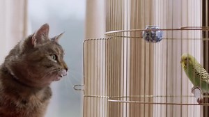 Freeview : Cat and Budgie Love - Culture Pub