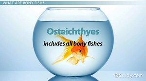 Fish Respiratory System | Overview & Function - Video | Study.com