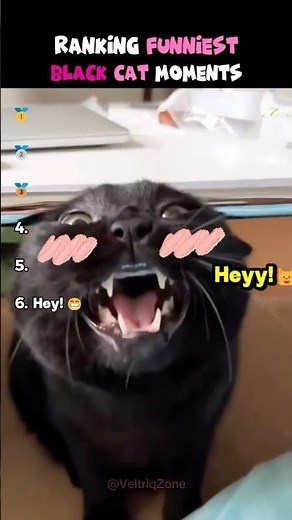 Ranking The Funniest Black Cat Moments 🐈‍⬛😂