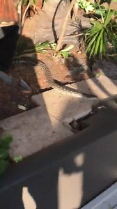 "FUNNIEST SNAKE CALL I’VE HAD IN AGES!!!! 😂😂😂 " Put the sound on and have a listen to the reaction from onlookers when Snake Catcher Noosa wrangles this python into a bag. Too funny! 🐍 📹: Luke Huntley/Snake Catcher Noosa | ABC Brisbane